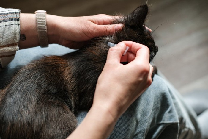 駆虫薬を塗布してもらっている猫