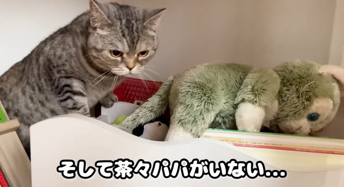 オモチャ箱の上の猫