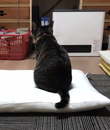 ストーブの前を陣取る猫