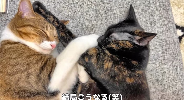 寝ている猫