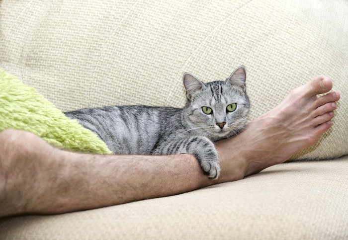 人の足をかかえる猫