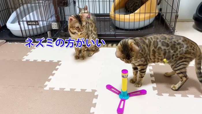 おもちゃを見る2匹の猫