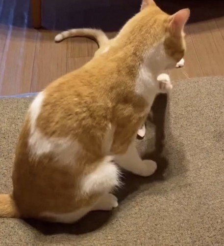 座っている猫の写真