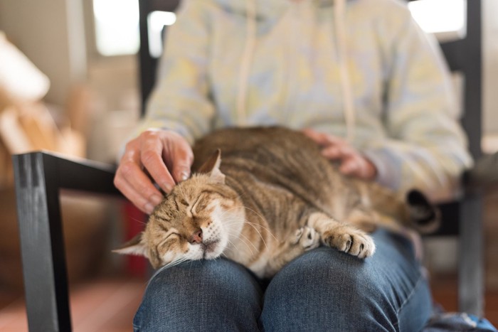 人の膝の上で寝る猫