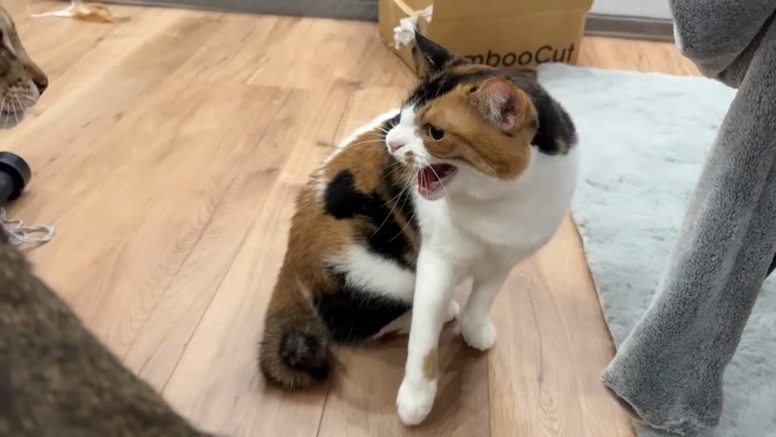 シャー！