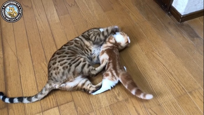 取っ組み合いする猫たち