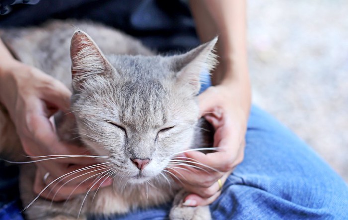 飼い主の膝の上でマッサージされて気持ちよさそうな猫