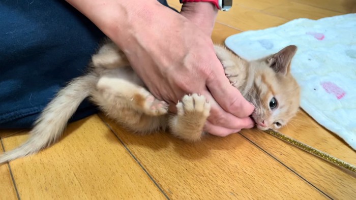 人の手にじゃれる子猫