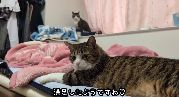 横たわる猫