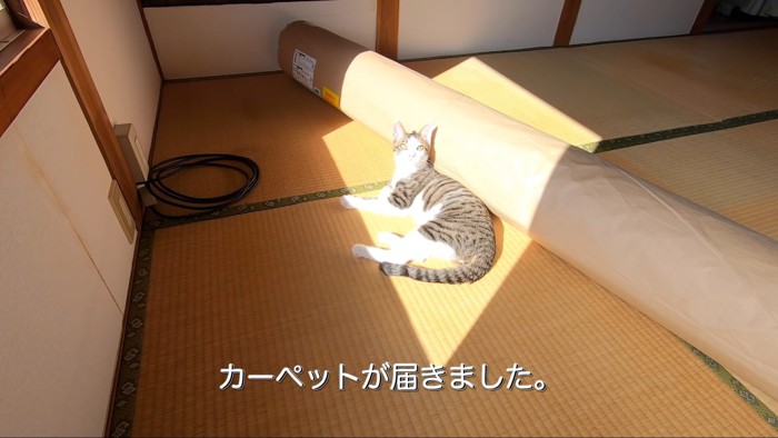 テロップ「カーペットが届きました」