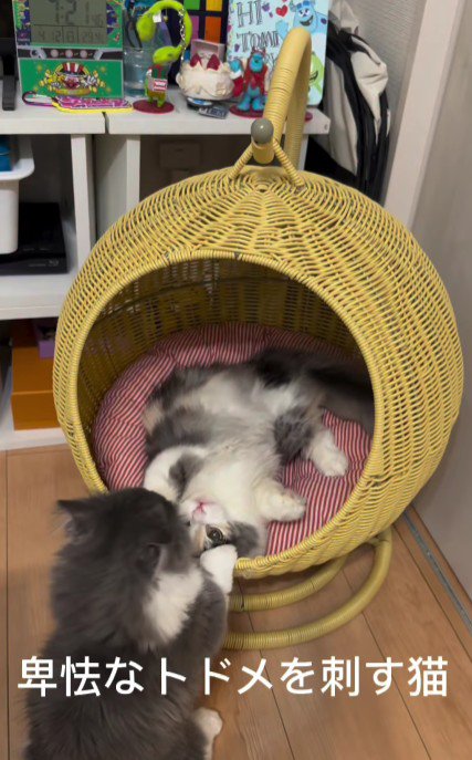 猫用ハウスにいる猫