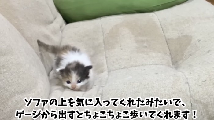 ソファを歩く子猫