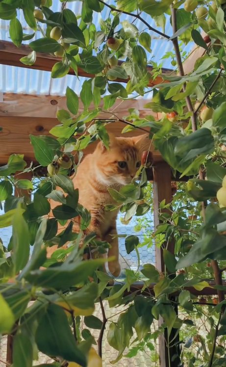 葉っぱに隠れている猫