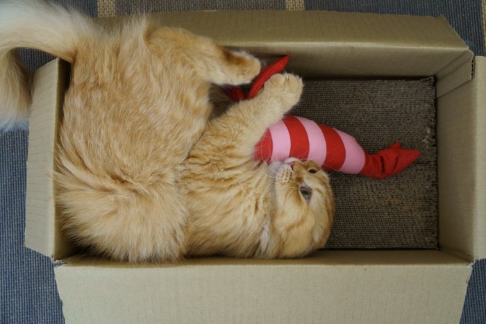 箱の中でけりぐるみで遊ぶ猫