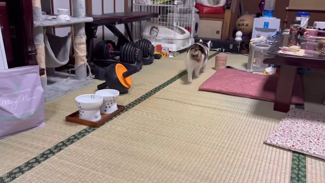 猫の後ろ姿