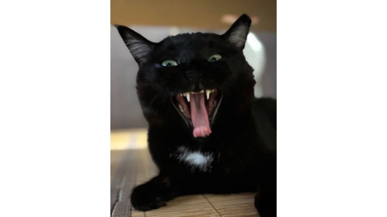 あくびしている猫