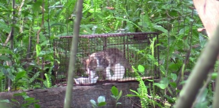 捕獲器の中にいる子猫