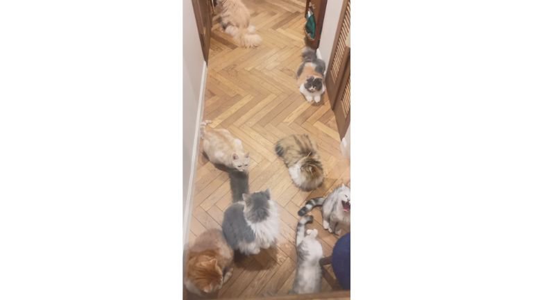 集まる猫たち