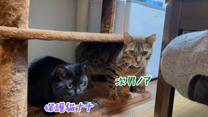 座る黒猫と立っているベンガル