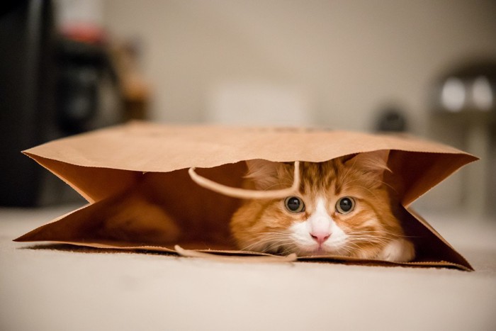袋の中の猫
