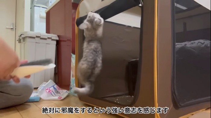 ケージの入口にぶら下がる子猫