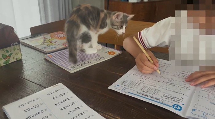 宿題をする子供を見る子猫