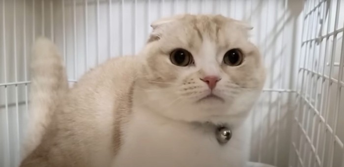 トイレ中の猫