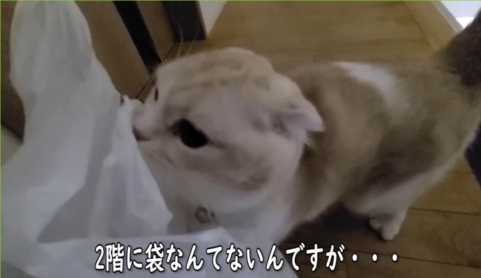 ビニール袋に顔を押し付ける猫