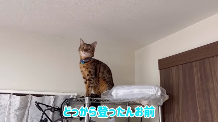 座る猫