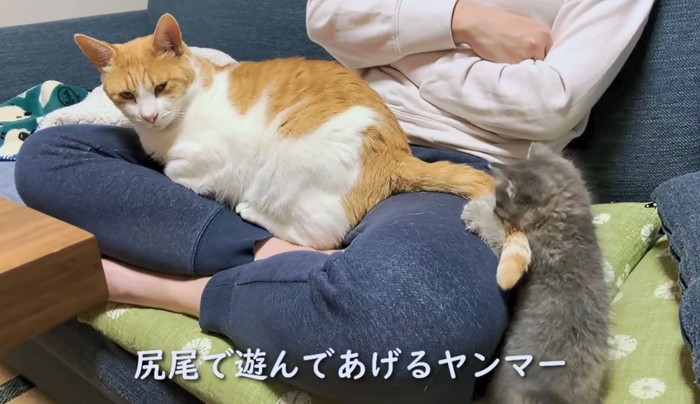 しっぽで子猫と遊んであげるヤンマーくん