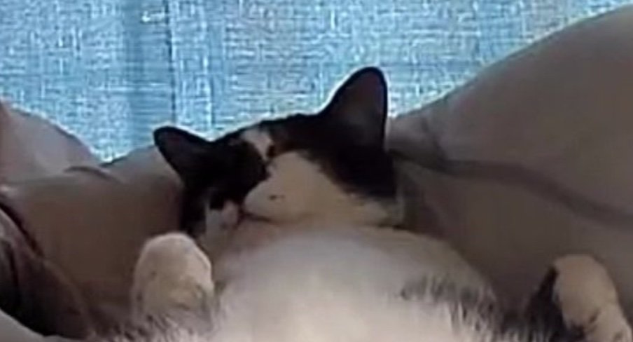 猫の寝顔