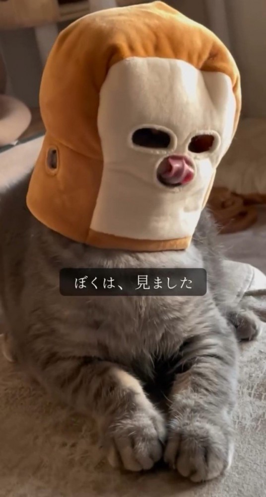 舌を出す猫