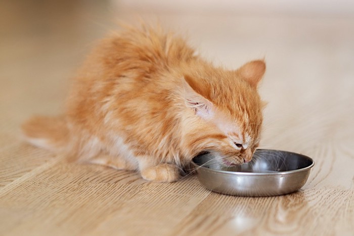 キャットフードを食べる猫