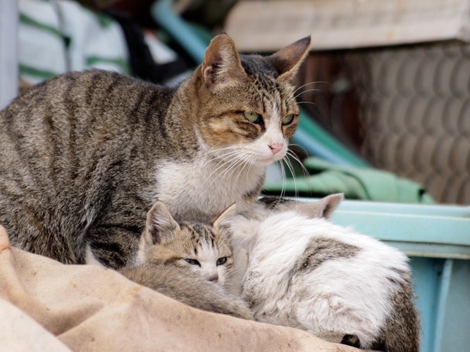 母猫にくっついている子猫