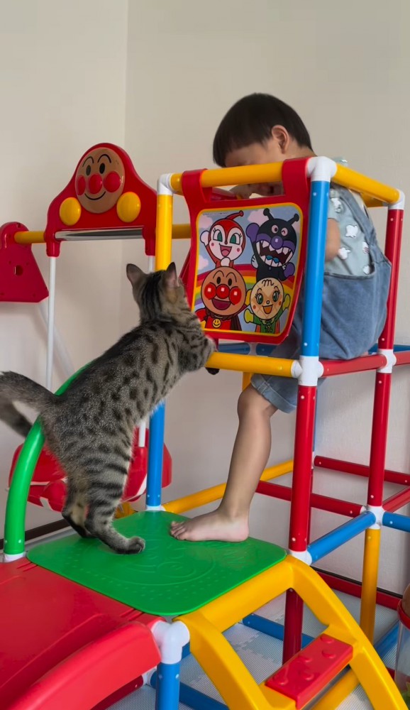 ジャングルジムの中に入る男の子と立ち上がる猫