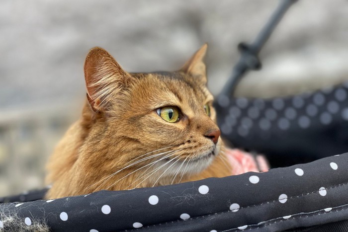 カートで散歩する猫