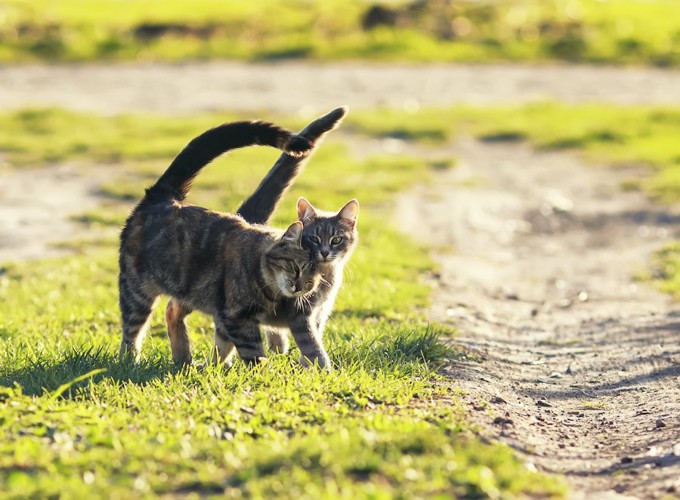 寄り添って外を歩く2匹の猫