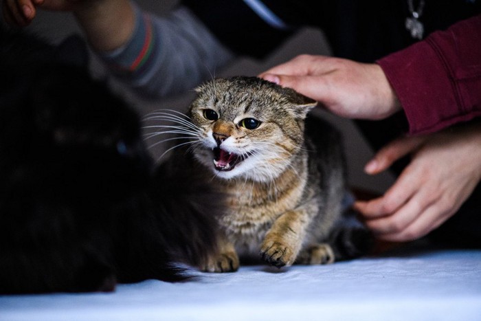 撫でられて逃げようとする猫