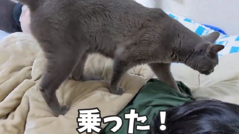 背中に乗っている猫