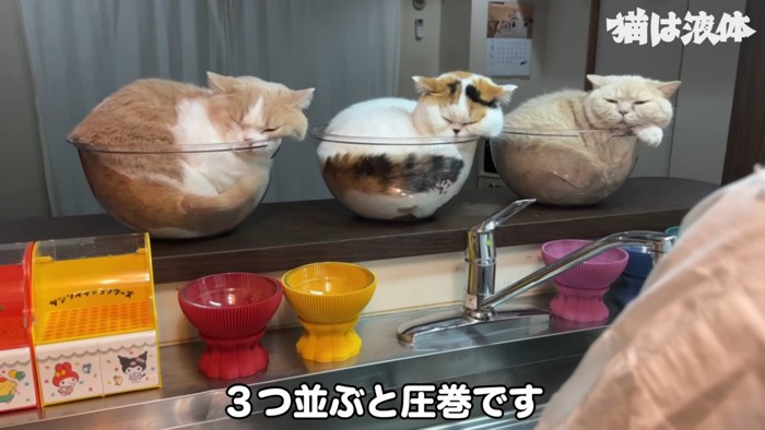 同じ体勢の猫たち