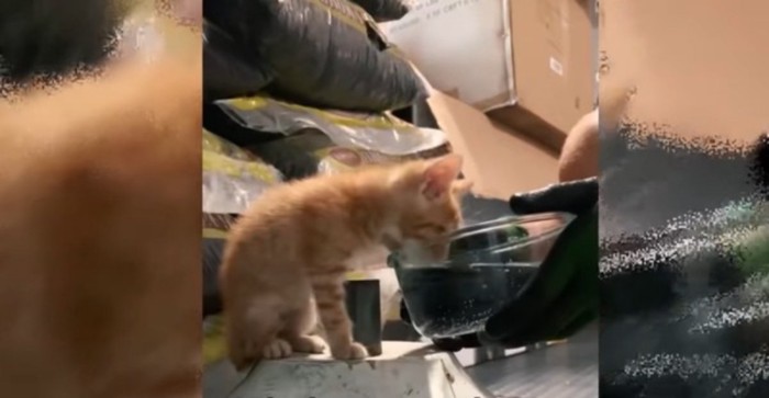 水を飲む猫