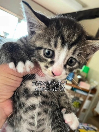 手で持たれる子猫