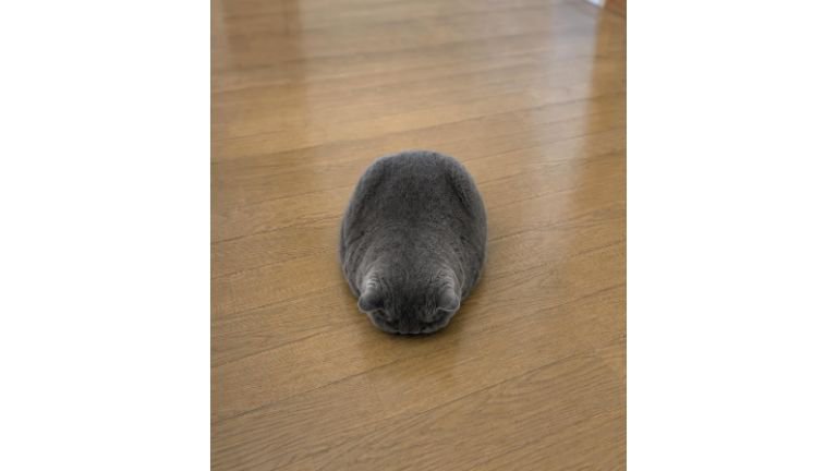 室内にいる猫