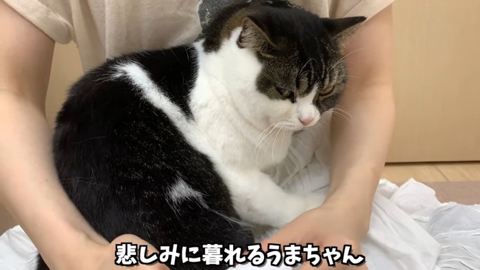 人の膝の上でおすわりする猫