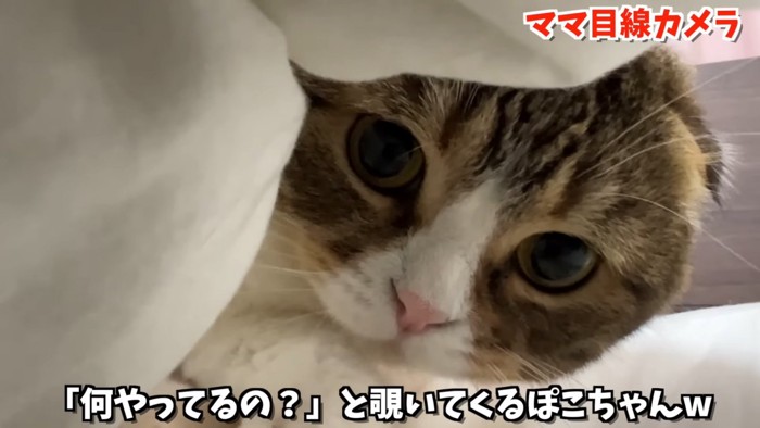 布団の中をのぞく猫