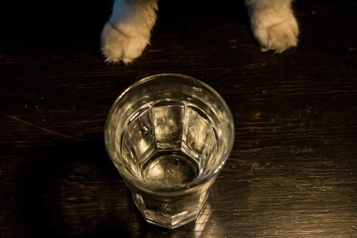 コップの水と猫の足