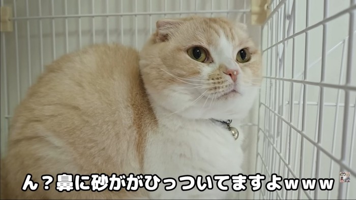 トイレ中の猫