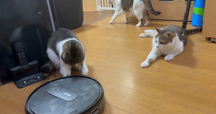 掃除ロボを攻撃する猫3