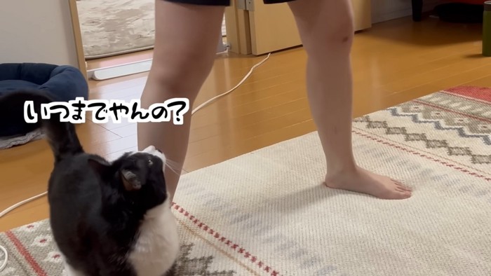 見上げる猫