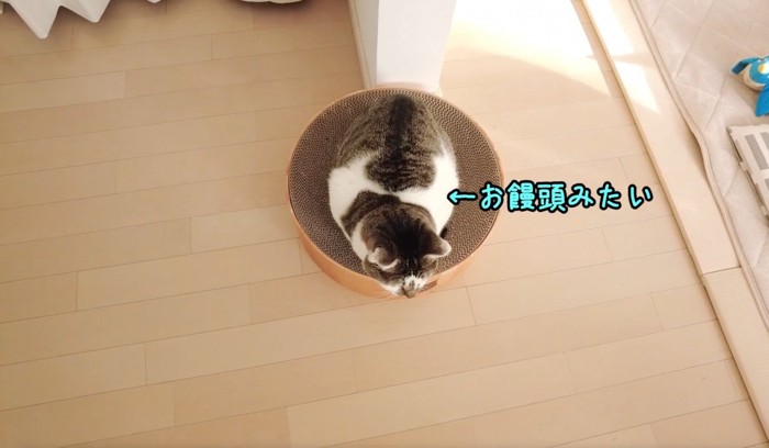 爪とぎに座る猫